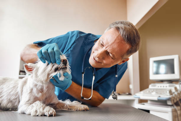 Best Emergency Root Canal Treatment in East Berwick, PA